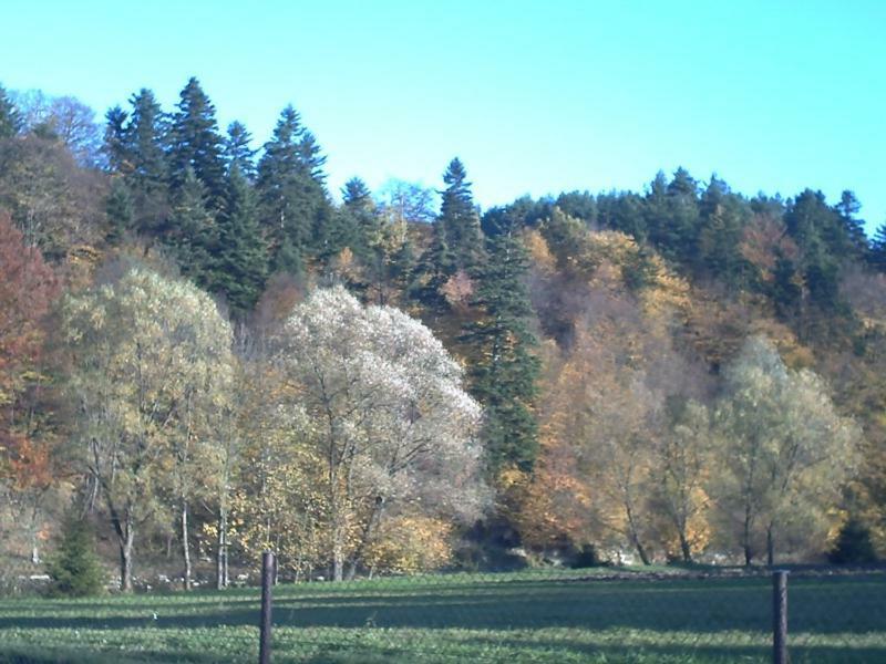 Pod Orzechem Sanok Exterior foto